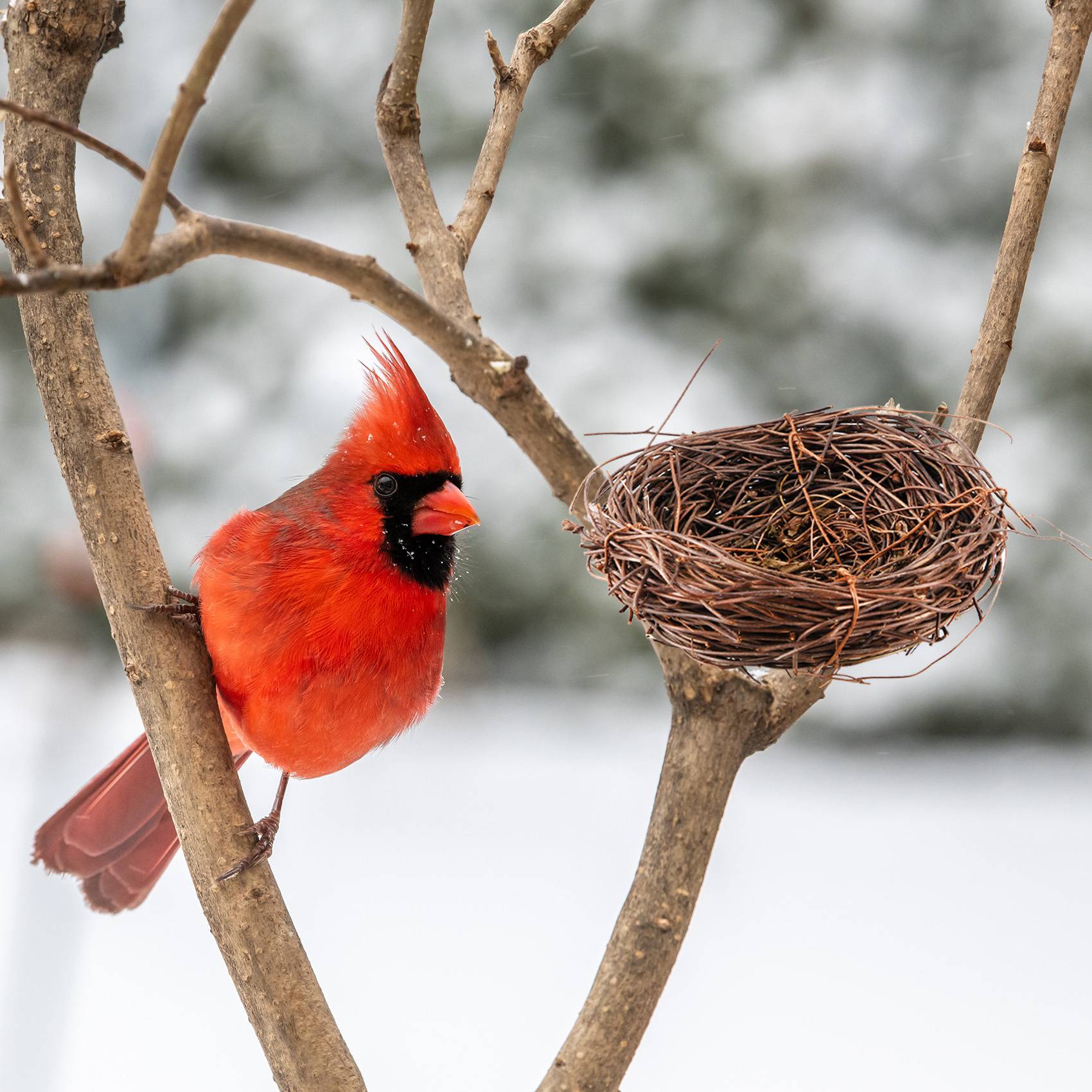 REST Handmade Vine Bird Nest H - огляд і ціна Gardening Tools Photo